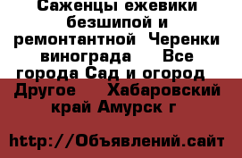 Саженцы ежевики безшипой и ремонтантной. Черенки винограда . - Все города Сад и огород » Другое   . Хабаровский край,Амурск г.